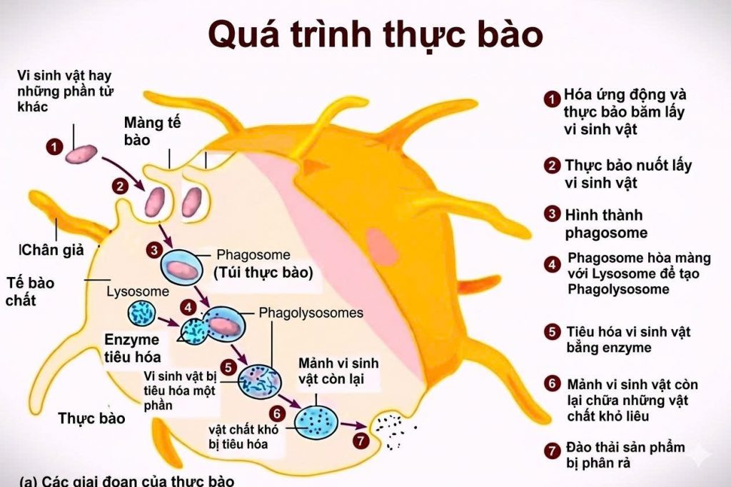 NTTU quá trình thực bào