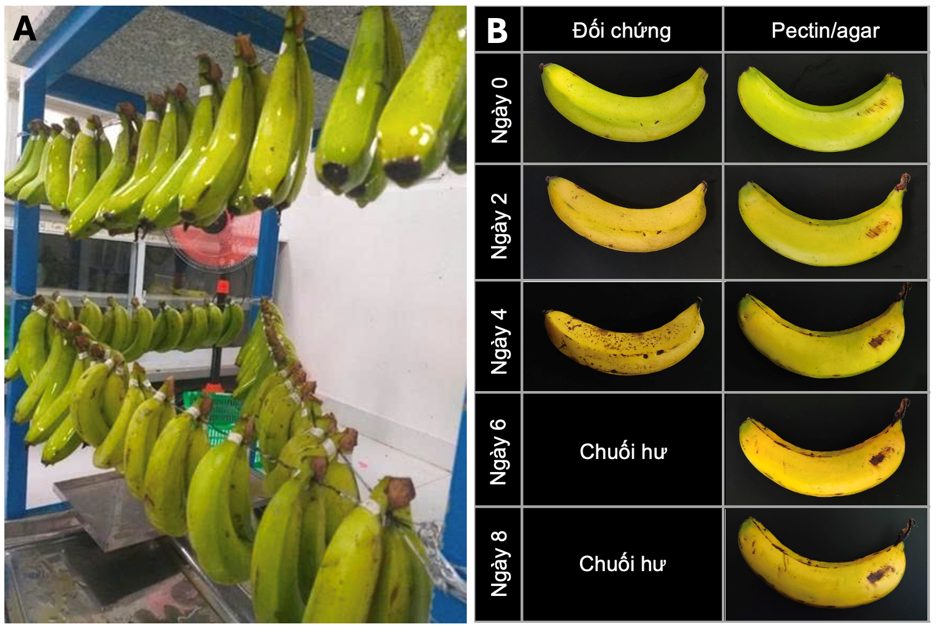 Chuối sau khi đươc phủ chế phẩm (A) và sự thay đổi ngoại quang của chuối chuối phủ màng và chuối không phủ (đối chứng) trong suốt quá trình bảo quản (B)